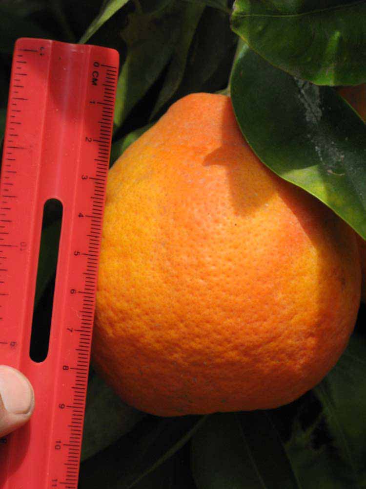            Fruit (Riverside, CA)   